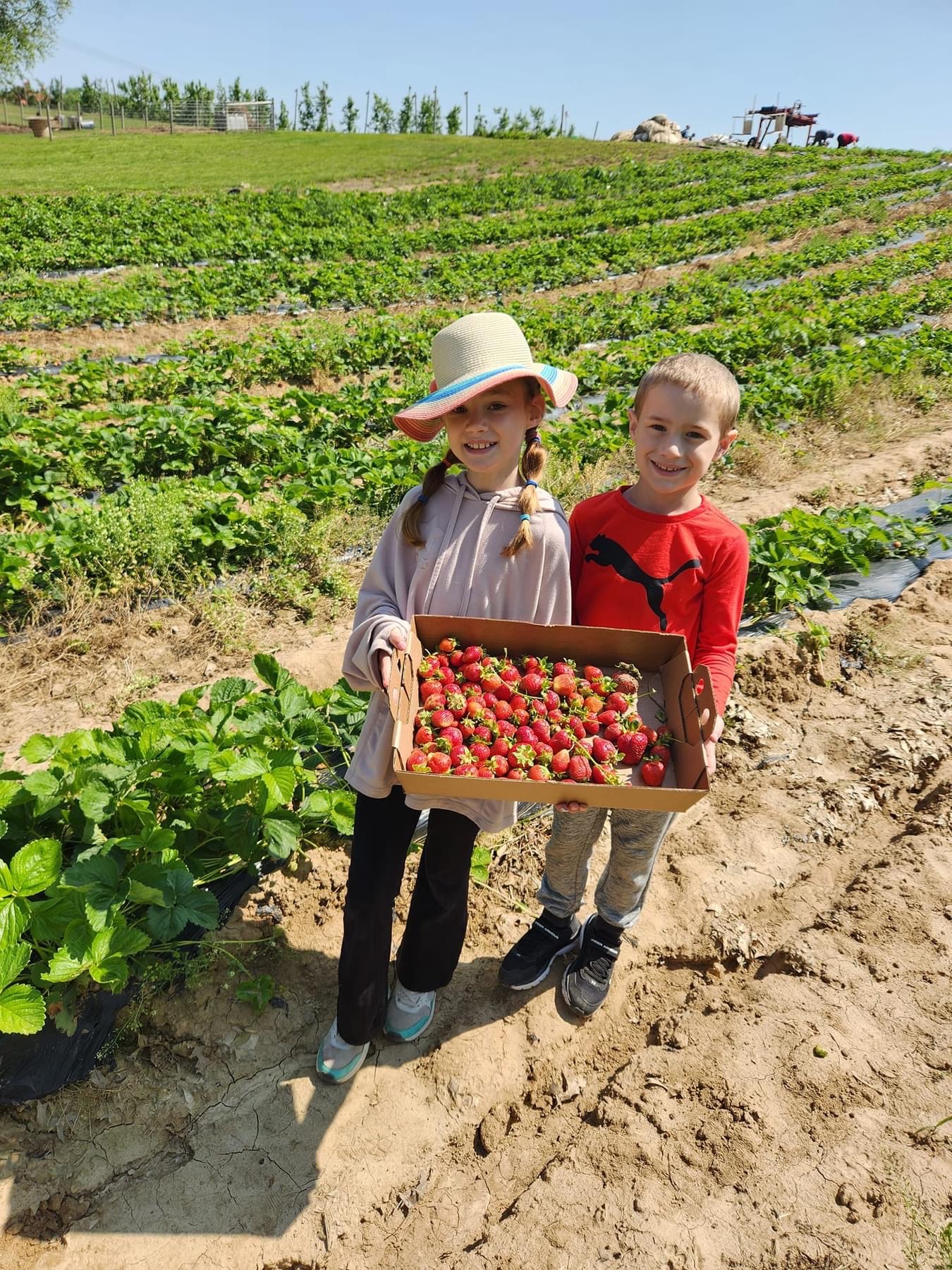 Strawberry picking season at Historic Weston Orchard