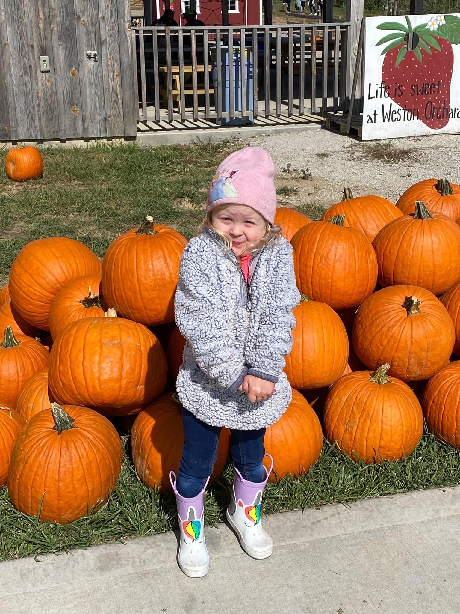 Rows of pumpkins of every shape and size at Historic Weston Orchard