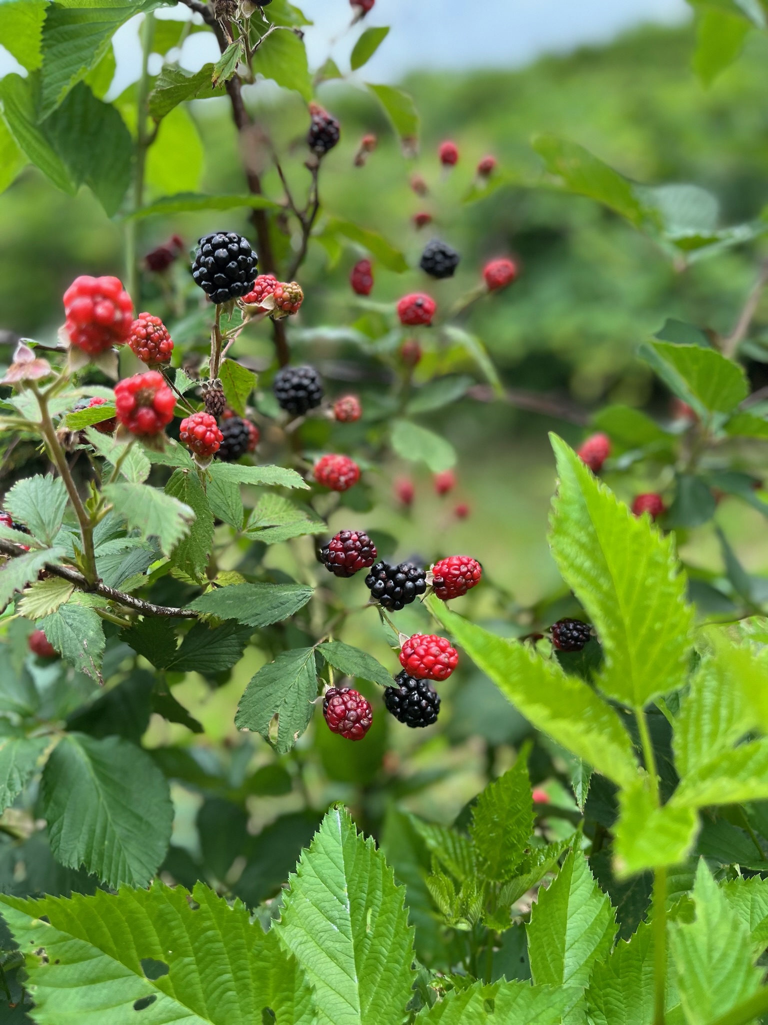 Blackberry picking beside the peach rows at Historic Weston Orchard