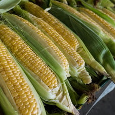 The 2-acre corn maze at Historic Weston Orchard