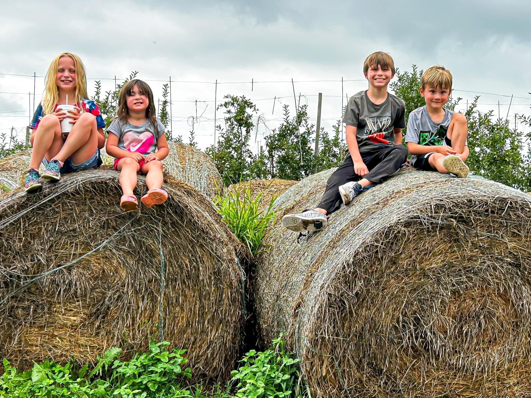 Kids climbing hay mountain at Historic Weston Orchard