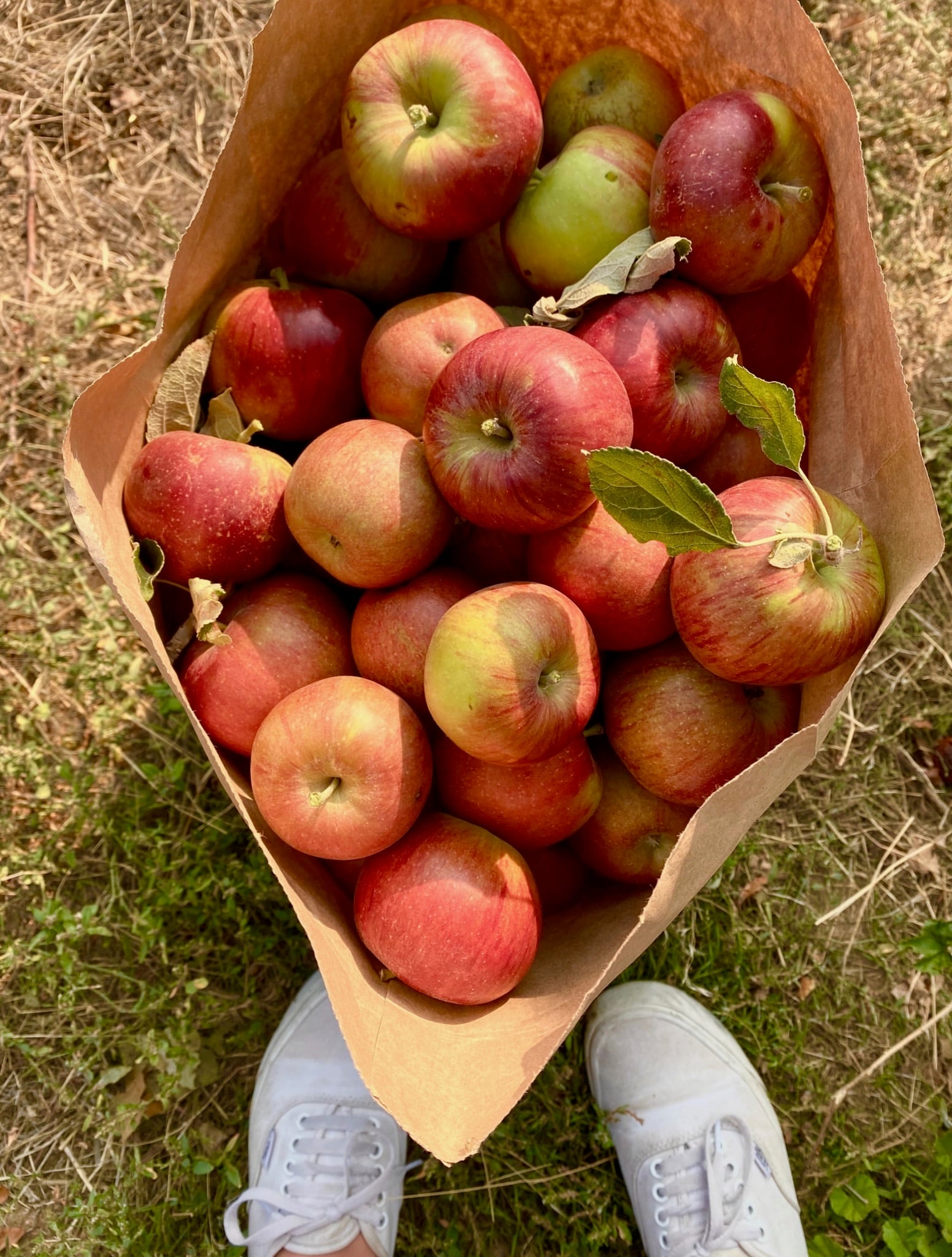 A bag of u-pick apples at Historic Weston Orchard, 45 minutes from Liberty