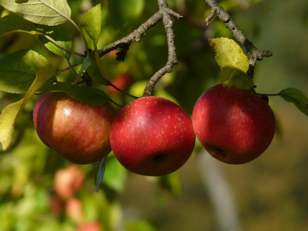 Red apples ripening on the branch at Historic Weston Orchard