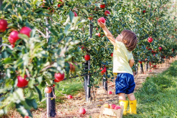 Apple picking across 17,000 trees at Historic Weston Orchard