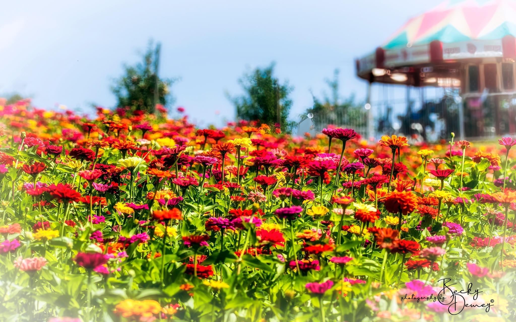 The zinnia garden in full bloom at Historic Weston Orchard