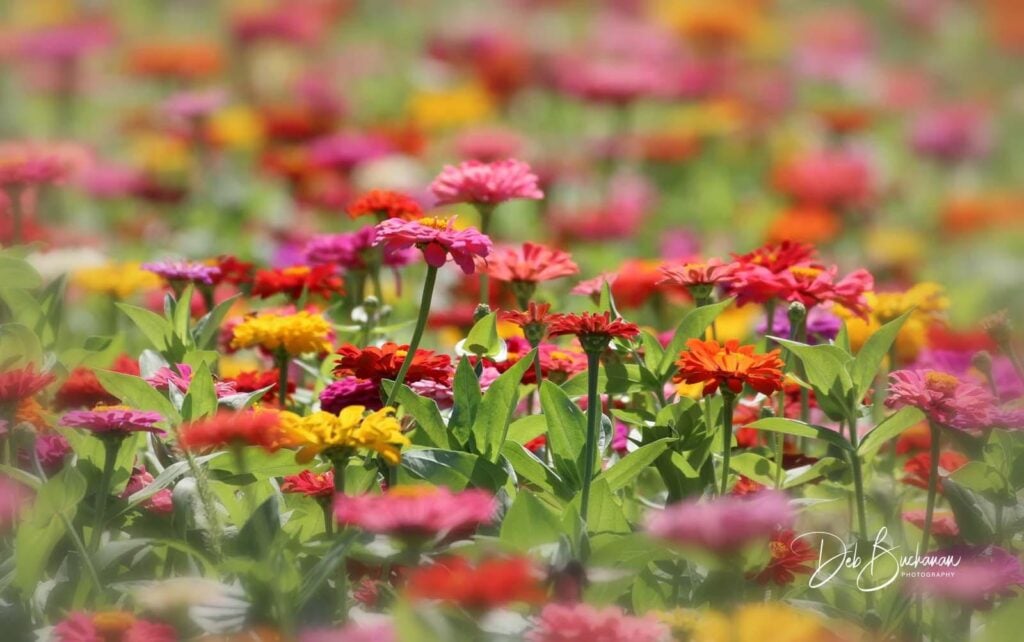 zinnia