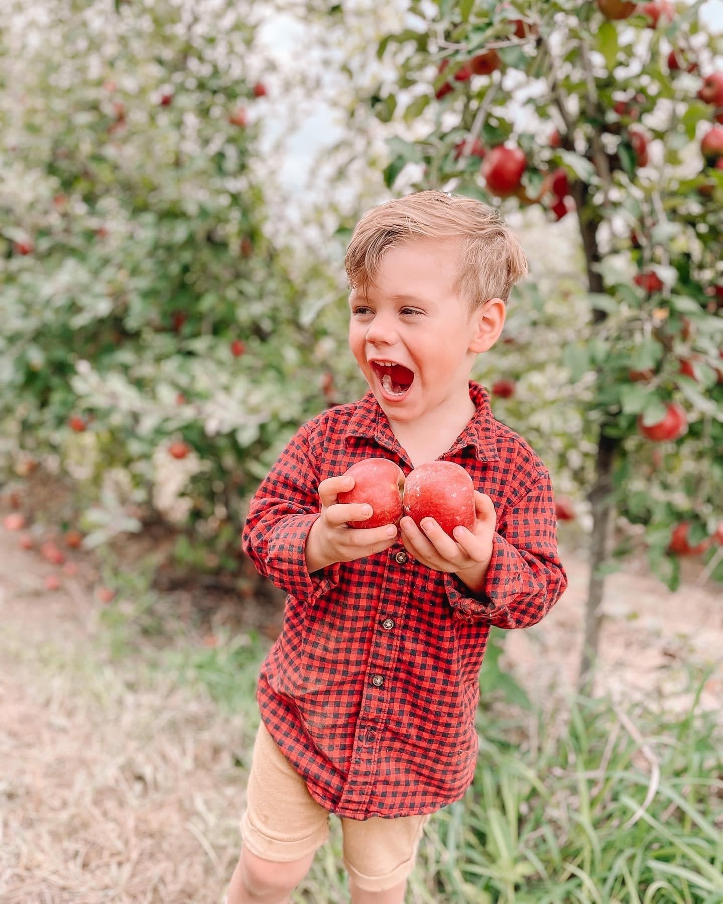 A young boy holding two red apples in the apple rows at Historic Weston Orchard