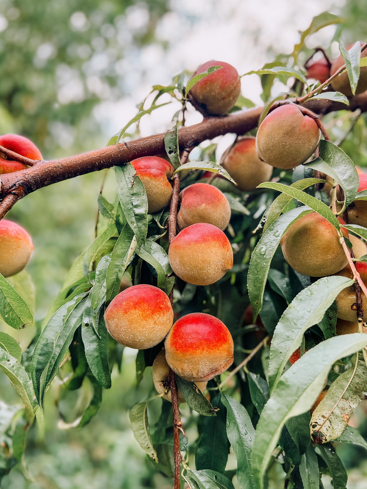 Peach picking in July and August at Historic Weston Orchard