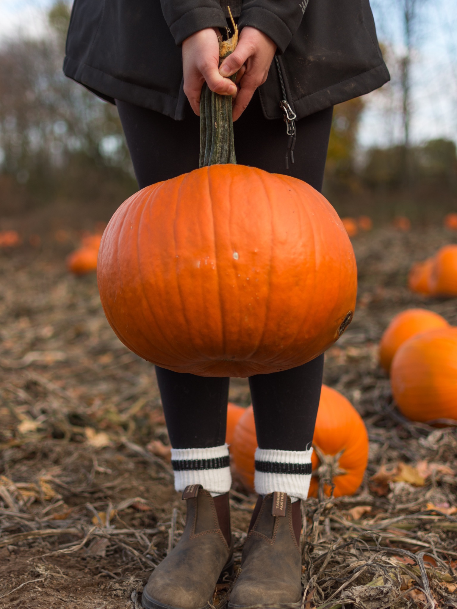 Picking pumpkins straight from the vine at Historic Weston Orchard near Kansas City