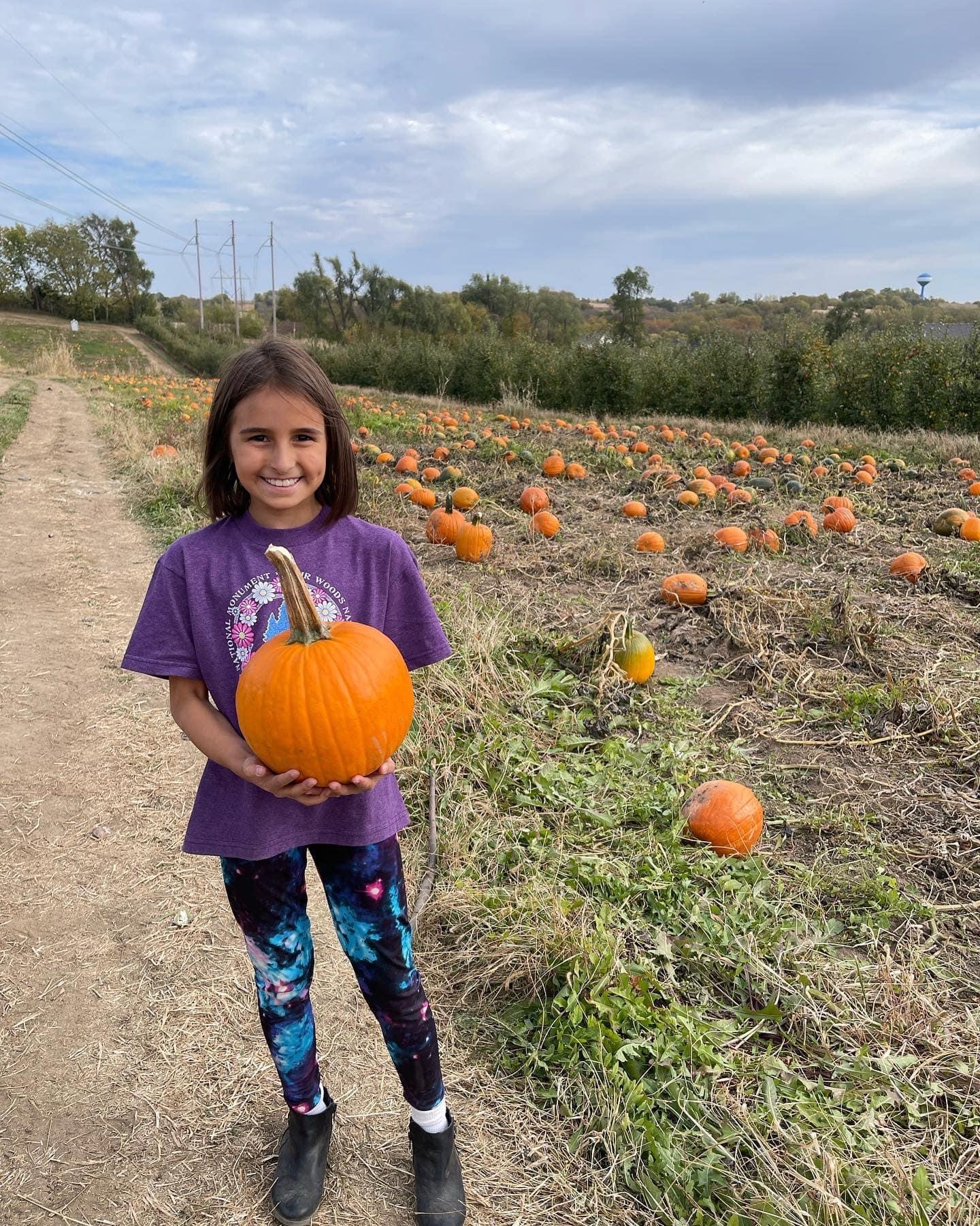 Pumpkin picking from the vine in October at Historic Weston Orchard