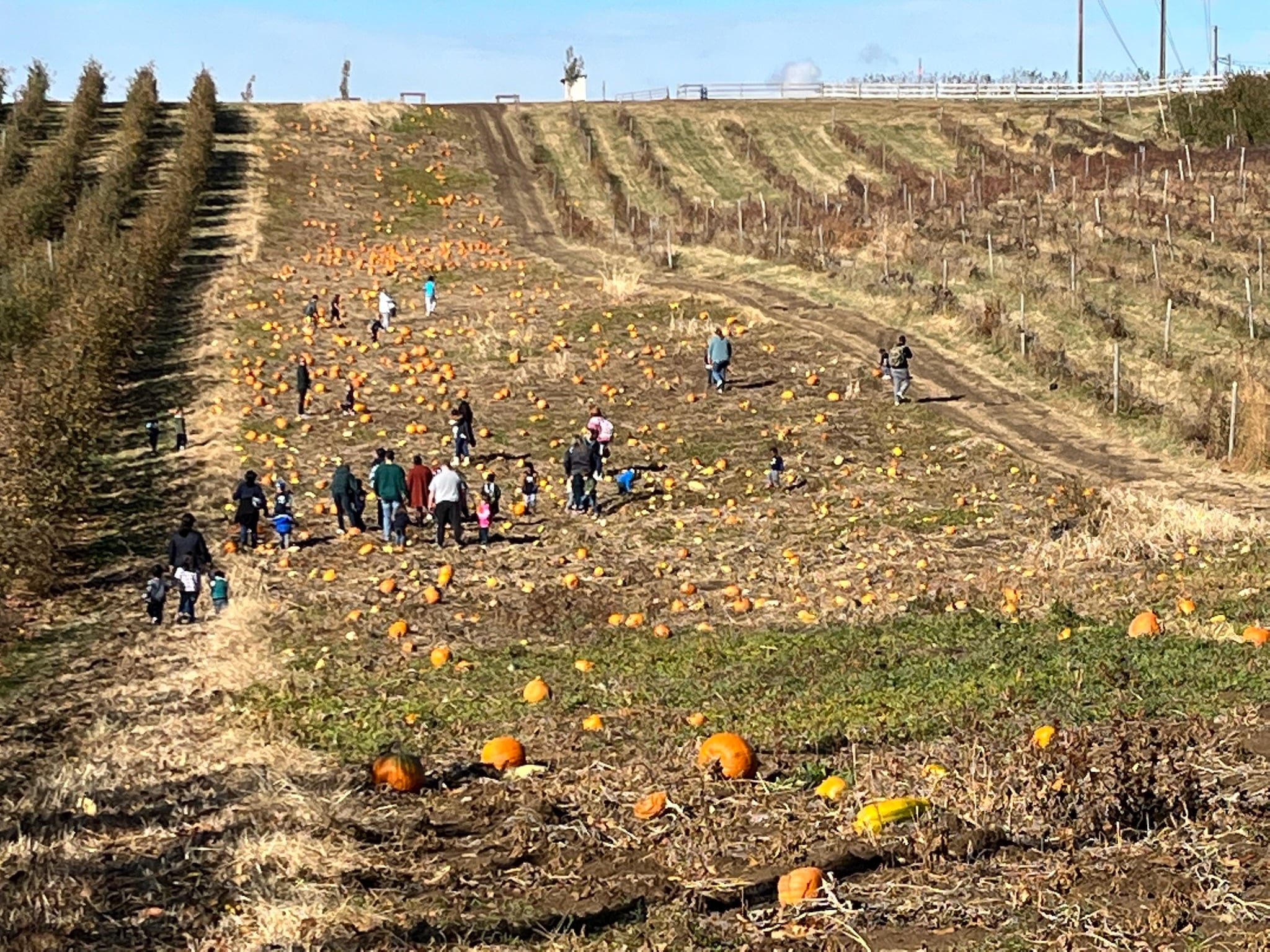 Families out in the pumpkin patch at Historic Weston Orchard, 40 minutes from St. Joseph