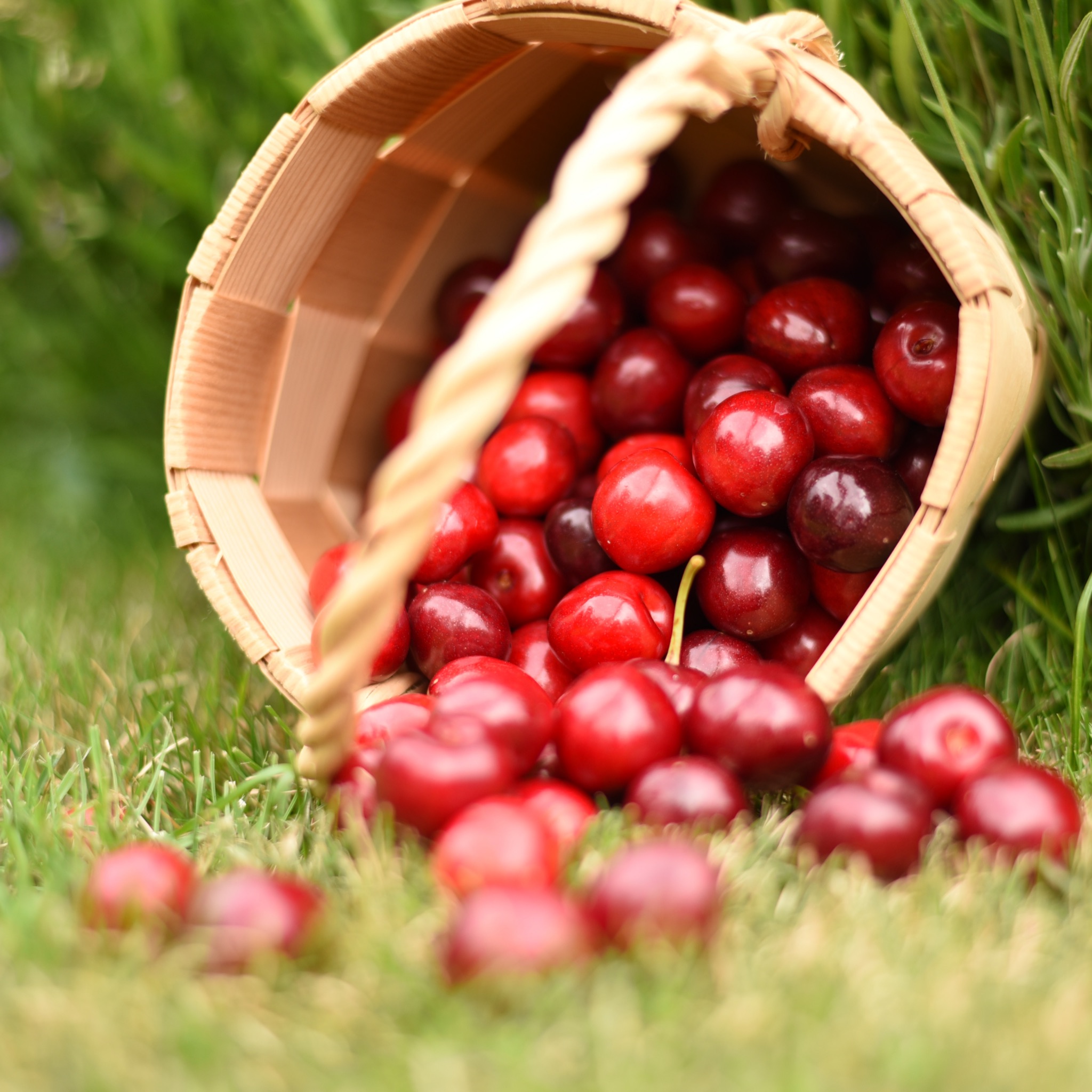 Tart cherry picking in June at Historic Weston Orchard