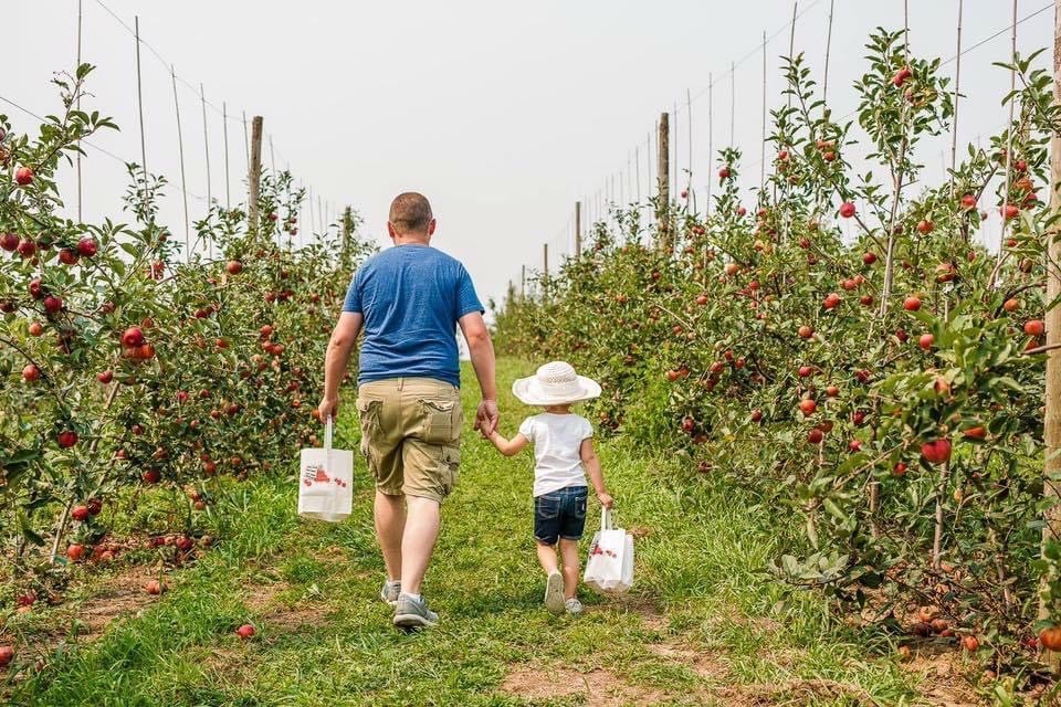 A dad and daughter carrying picking bags down the apple rows at Historic Weston Orchard